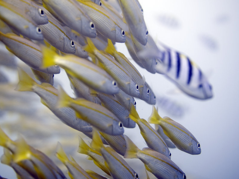 Fusilier, Seaventures House Reef